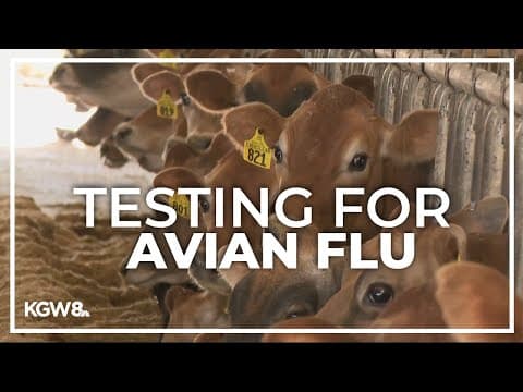 Oregon State University testing dairy cows amid US bird flu outbreak
