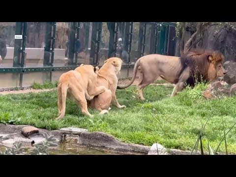 Lion sisters get 'playful' in front of Houston Zoo guests