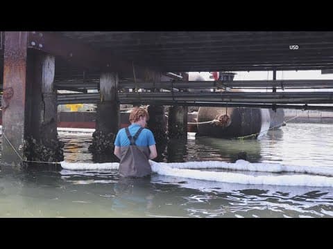USD students find disturbing truth lurking beneath San Diego’s seemingly clean bays