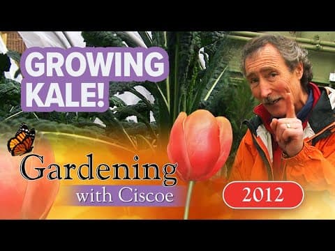 GROWING KALE! Nutritious Salads Right From Your Garden! | Gardening With Ciscoe | Full Episode