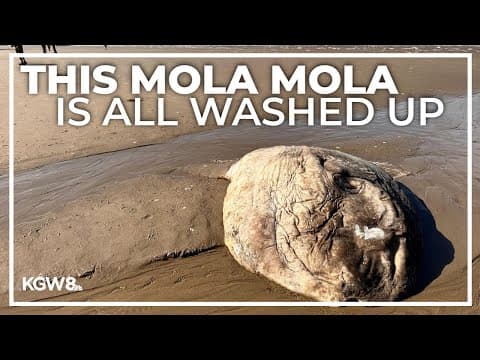 Another giant sunfish washes up on Oregon coast beach