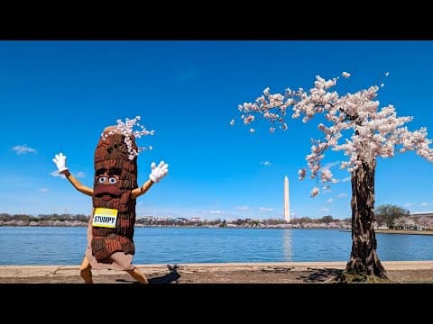 A salute to Stumpy's last full bloom. More than 100 cherry trees in Washington will be cut down