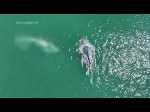 Drone footage shows humpback whale swimming with no tail in Washington state