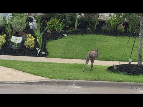 8-year-old attacked by coyote in Frisco neighborhood; three coyotes removed