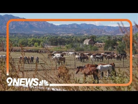 Wild horse roundup on Western Slope will start Wednesday