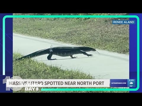 Massive lizard spotted on sidewalk near Sarasota County