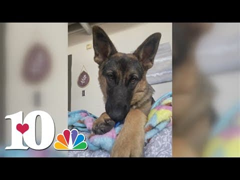 KCSO: Four people charged in animal abuse case