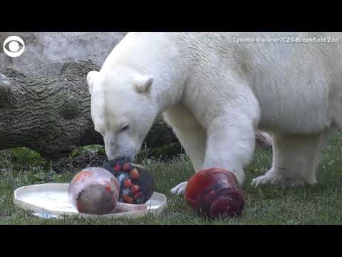 Animals enjoy patriotic treats for Fourth of July at Illinois Zoo