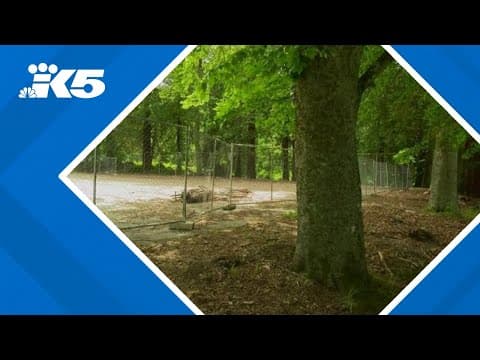 City scraps plan to build pickleball courts in West Seattle's Lincoln Park