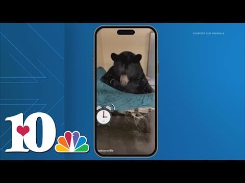 Zoo Knoxville shares video of 'beary' tired bear