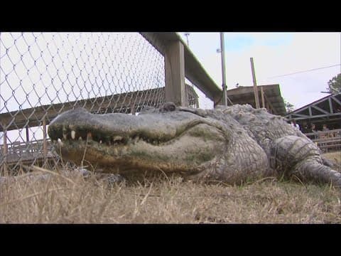 Forget the groundhog. We've got a Texas gator that can predict weather