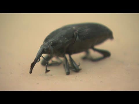 Del Mar neighborhood latest victim of South American Palm Weevil