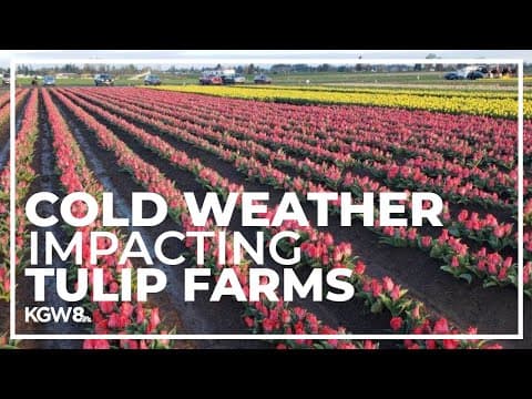 Wooden Shoe Tulip Festival in Woodburn extended due to slow start