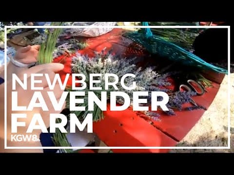 Newberg u-pick farm teaches visitors the lavender arts
