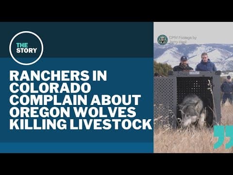 Oregon wolves released in Colorado now being relocated after livestock kills