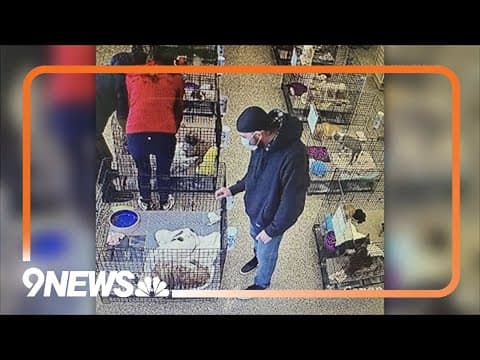 Surveillance video shows theft of 2 puppies from Colorado pet store
