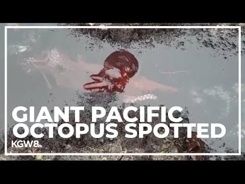 Giant Pacific octopus seen in Oregon coast tidepools