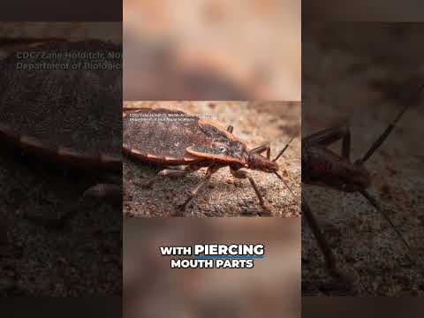 What to know about kissing bugs linked to a potentially life-threatening disease #shorts
