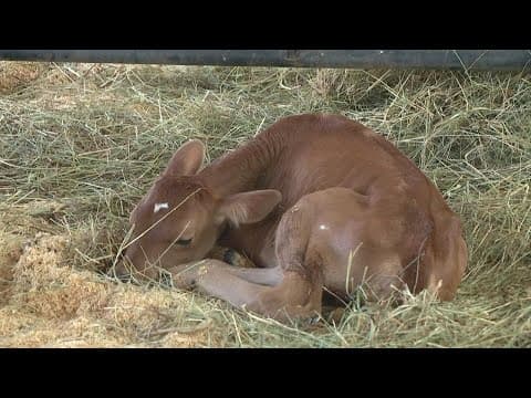 Baby calf born at Ohio State Fair
