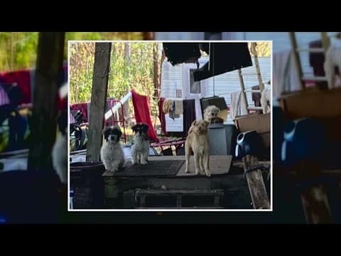 Person arrested for animal cruelty to 30 dogs in St. Tammany Parish, animal shelter overwhelmed