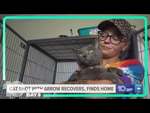Cat shot with arrow near St. Pete makes strong recovery, finds new home
