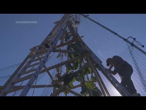 The world's tallest sunflower blooms in an Indiana backyard as a tribute to Ukraine