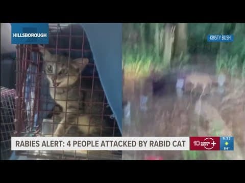 Rabid cat attacks four neighbors in Hillsborough County, triggers 60-day alert