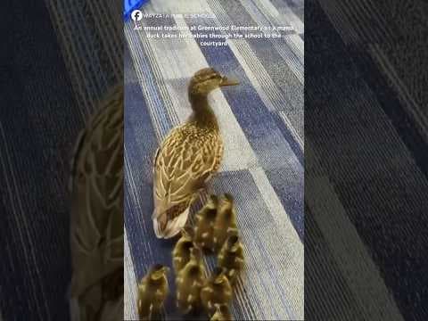 BABY DUCKS! Mama brings her babies on their annual trek to the courtyard at Greenwood Elementary.