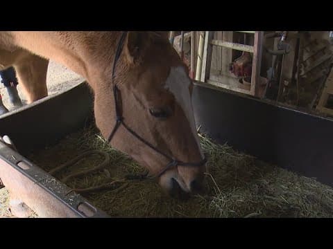 Trained horses help community grieve after quintuple homicide