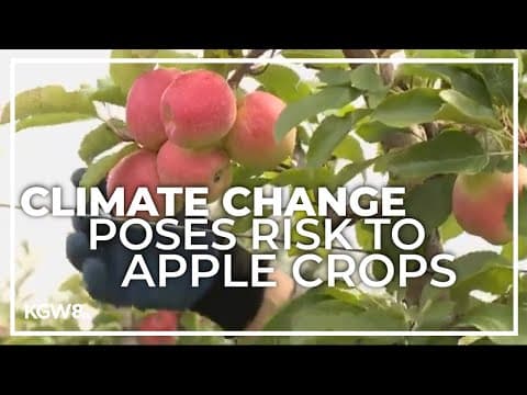 New study shows changing weather impacts apple growth in Washington, Oregon