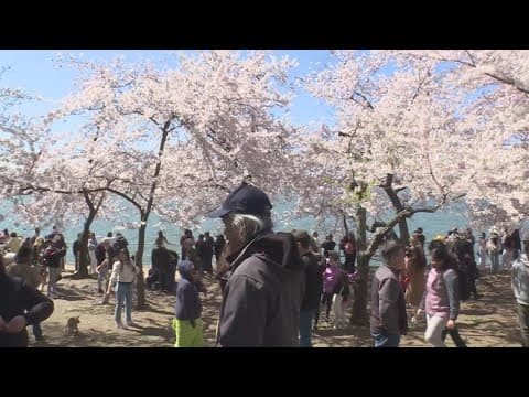 Cherry blossom peak bloom prediction released for the Tidal Basin