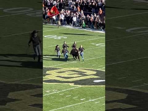 Colorado live buffalo mascot runs on field before Utah game