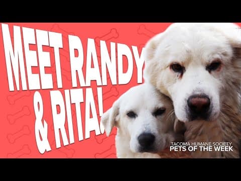 Pet Rescue of the Week: Randy & Rita