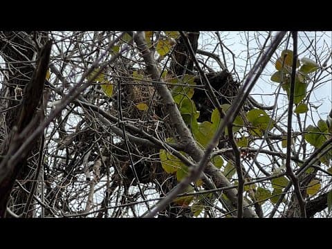 Officials put out $15k reward for suspects who destroyed a bald eagle's nest
