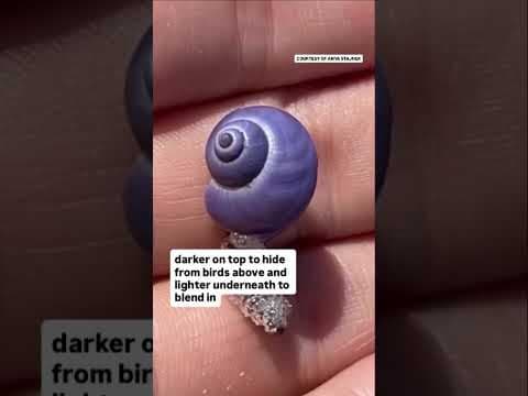 Rare, violet sea snails wash ashore in San Diego