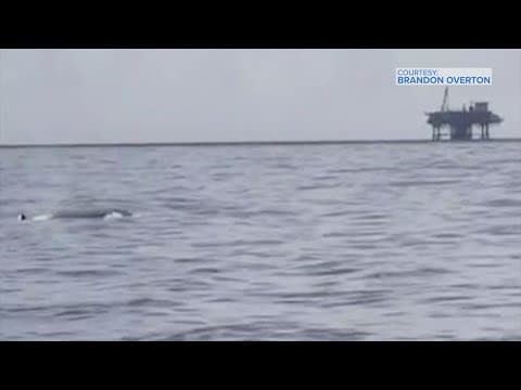 Rare whale spotted off Texas coast