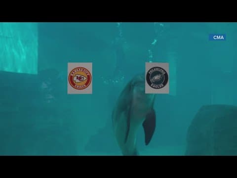 Clearwater aquarium's dolphin picks who he thinks will win the Super Bowl