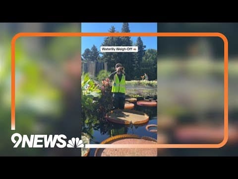 Denver Botanic Gardens starts viral water lily competition