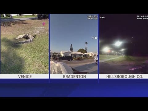 Alligator mating season starts in April