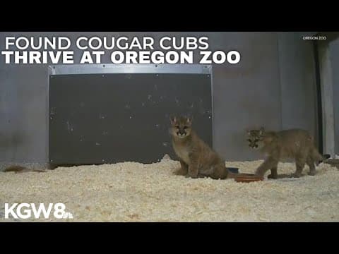 2 cougar cubs found in southwest Washington now thrive at Oregon Zoo