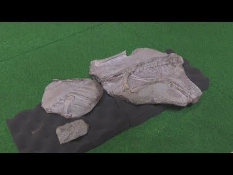 New dinosaur species revealed