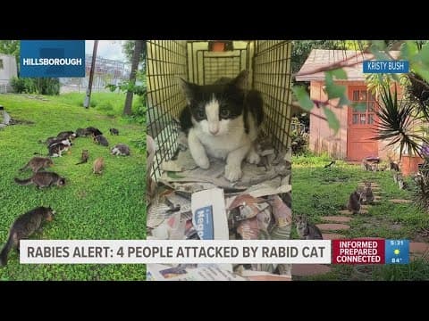 More rabies cases possible after rabid cat bites 4 in Hillsborough County, officials say