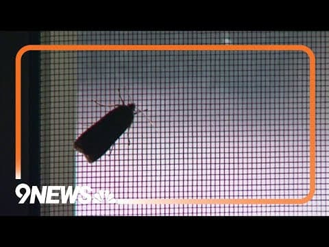 Miller moth migration season is beginning