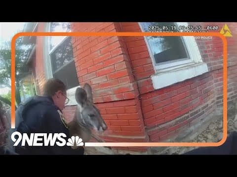 Kangaroo 'repeat offender' trespasses into neighbor's backyard months after police chase