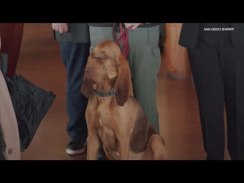 San Diego gets first search and rescure bloodhound