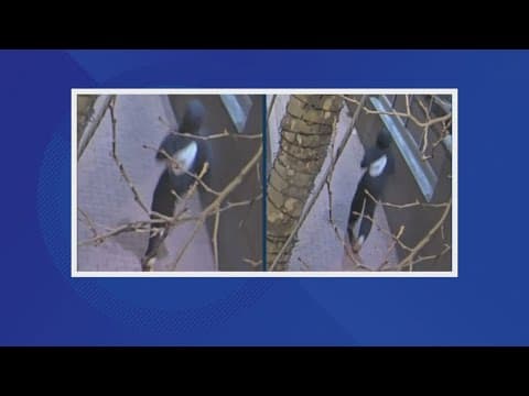 Falls Church Police investigate series of sexual battery cases