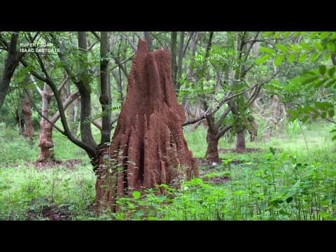 Termites and Climate change | ECO9