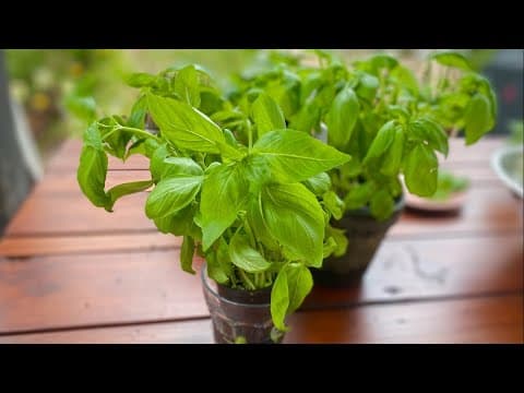 Getting the most out of your basil plant | Cooking with Styles