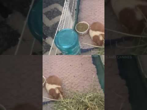 500 guinea pigs living in 'deplorable' conditions rescued from breeder