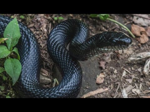 Meet the North Texas woman helping to wrangle and relocate local snakes